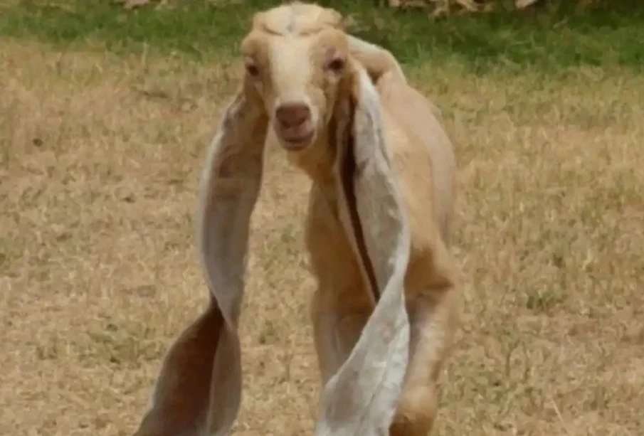 لمبےکانوں والا بکری کا بچہ 44 لاکھ روپے میں فروخت ہوگیا