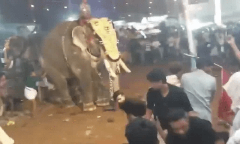 ہاتھی بدک گیا ؛ لوگوں کو سونڈ سے اٹھا اٹھا کر پٹختا رہا