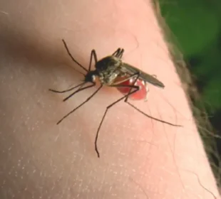 سرسوں کے تیل سے مچھروں کو بھگائیں