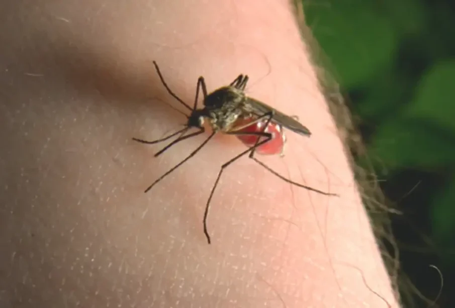 سرسوں کے تیل سے مچھروں کو بھگائیں