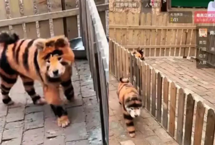 چینی چڑیا گھر نے کتوں کوشیرکاروپ دےدیا