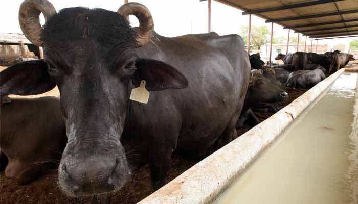 ڈاکو 4 بھینسیں لے گئے، فائرنگ سے 4 شہری بھی زخمی