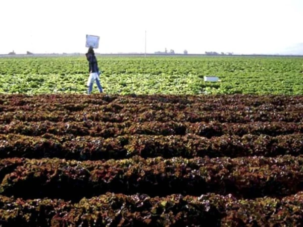 کھادوں اورکیڑےمارادویات کی فروخت میں ریکارڈاضافہ