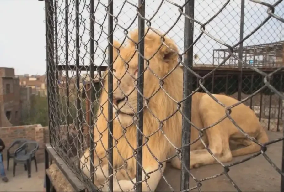 گھروں میں شیراورچیتے جیسے جانور رکھنے پرمکمل پابندی عائد