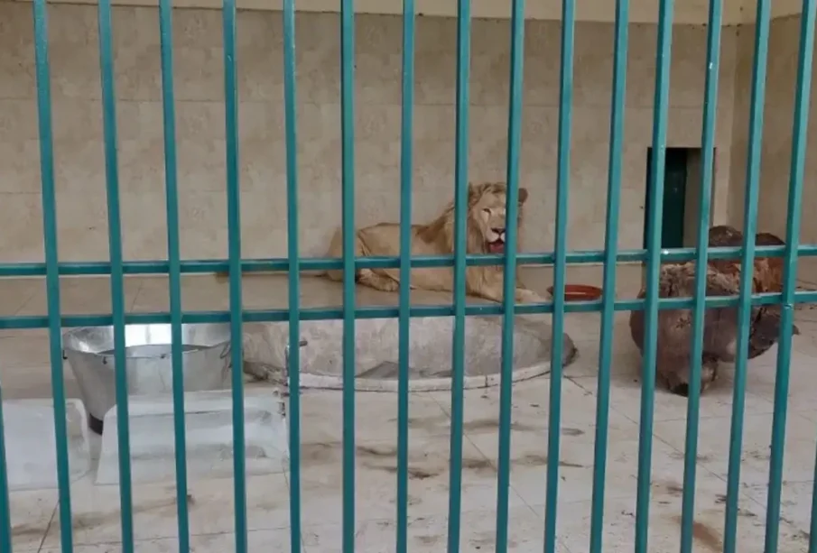 ملازم نےجان بوجھ کر شیرکاپنجرا کھول دیا ،حکام کی دوڑیں