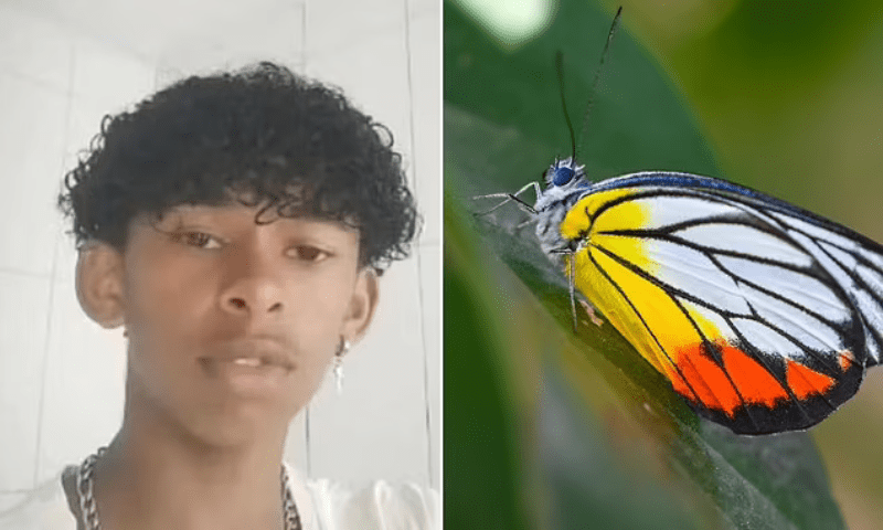 وائرل ٹرینڈکانتیجہ ؛ تتلی کا انجیکشن لینےوالا ہلاک 1 وائرل ٹرینڈکانتیجہ ؛ تتلی کا انجیکشن لینےوالا ہلاک