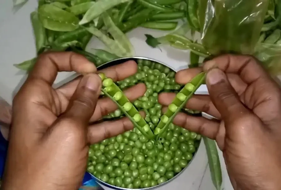 مٹرکومہینوں تک کس طرح تروتازہ رکھیں؟