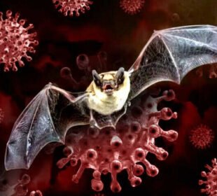 انسانیت کےلئے ایک اوربڑاخطرہ؟ چین میں نیاکورونا وائرس دریافت