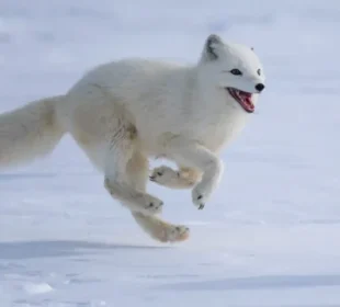 جانور جو موسم کے ساتھ اپنےرنگ تبدیل کرتے ہیں