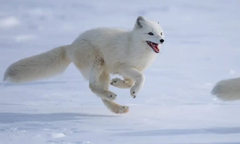 جانور جو موسم کے ساتھ اپنےرنگ تبدیل کرتے ہیں