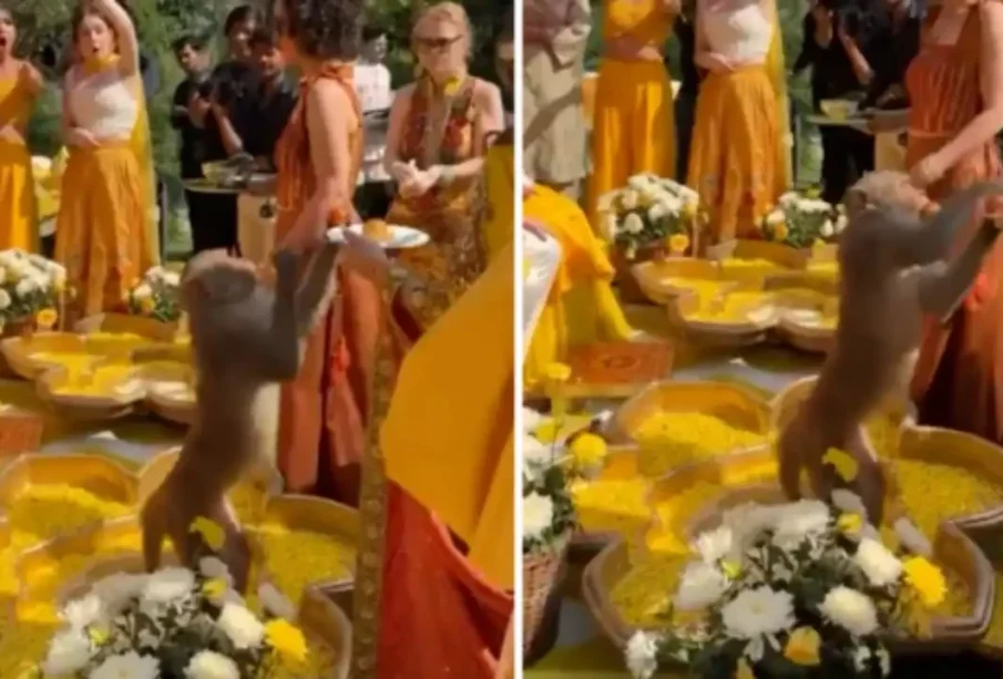 ہلدی کی رسم میں بندرکاحملہ ، لڈوچراکرفرار