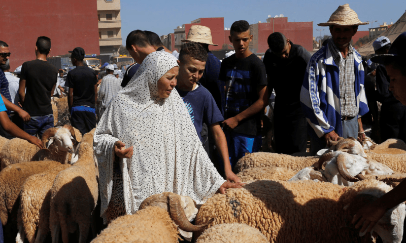 مراکش : شہریوں سےعید الاضحیٰ پر قربانی نہ کرنےکی اپیل