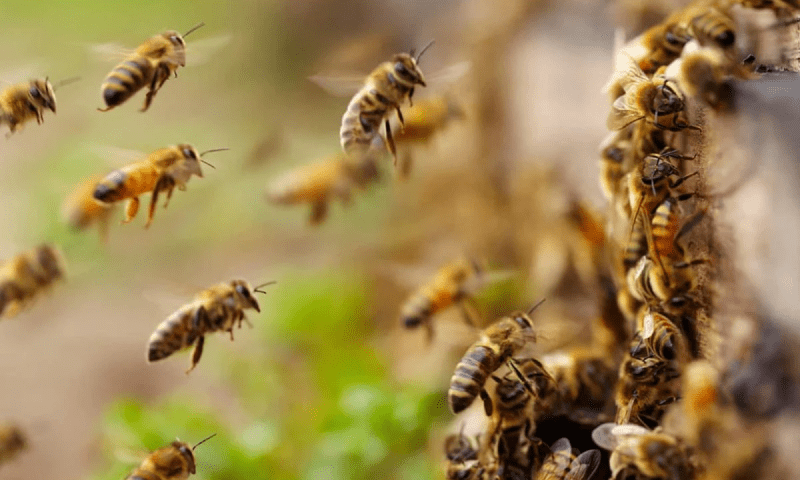 آخری رسومات کےدوران شہدکی مکھیوں کاحملہ، 50 افرادزخمی
