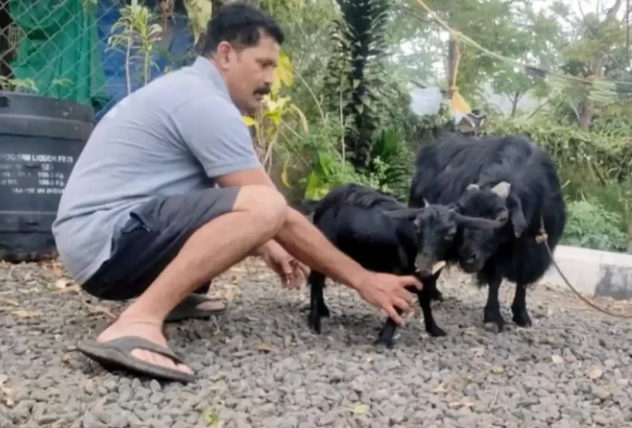 دنیاکی سب سےچھوٹی بکری نےعالمی ریکارڈقائم کردیا