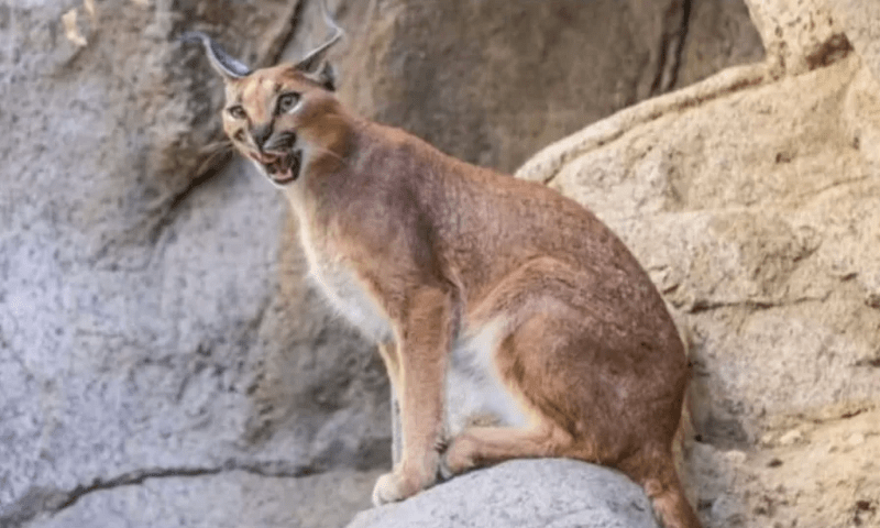 کرکل بلی اسرائیل کیلیے خوف کی علامت کیوں بن گئی ؟