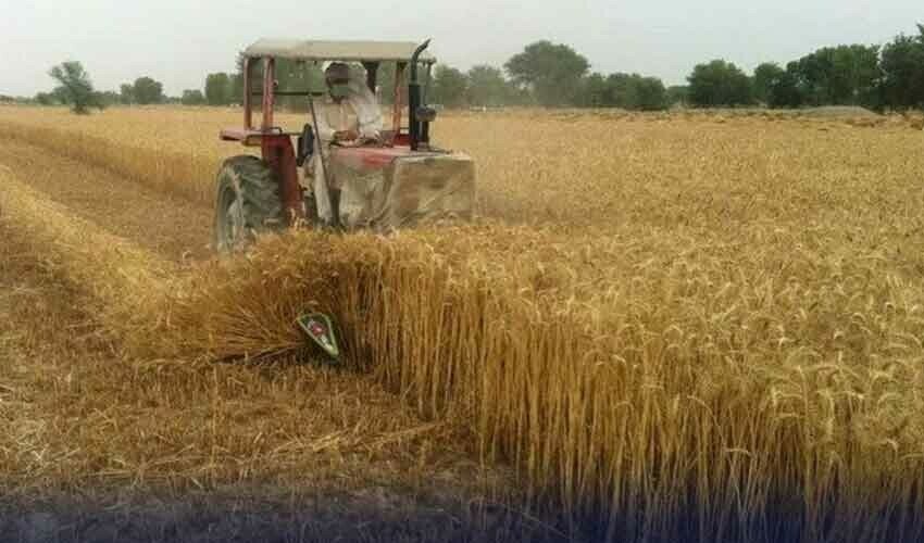حکومت پنجاب نےکاشتکاروں کوگندم کی نقل وحمل کی اجازت دےدی 1 حکومت پنجاب نےکاشتکاروں کوگندم کی نقل وحمل کی اجازت دےدی
