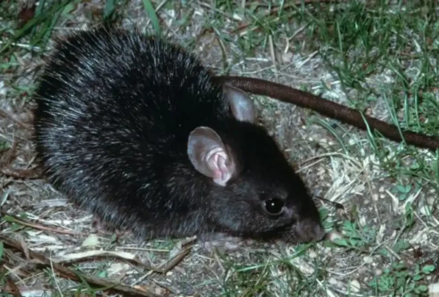 کالےچوہےجان لیواہانٹاوائرس پھیلانےلگے