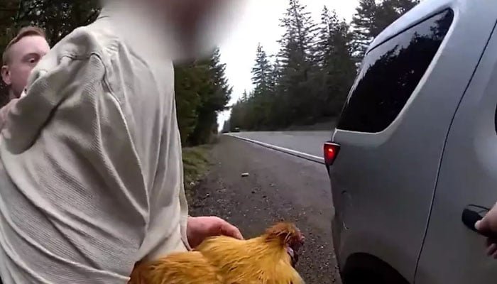 سابقہ گرل فرینڈ کی مرغی چرانےوالاگرفتار