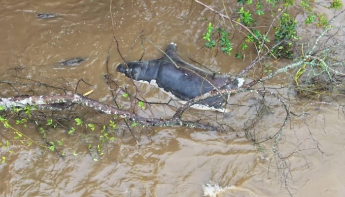 نیشنل پارک میں خطرناک بیماری سے50دریائی گھوڑےہلاک ہوگئے