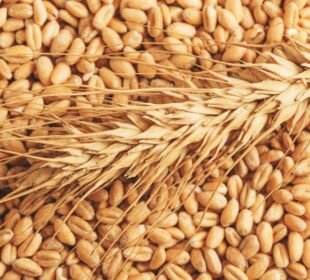 گندم سپورٹ پرائس کے معاملے پر نظر ثانی کا مطالبہ