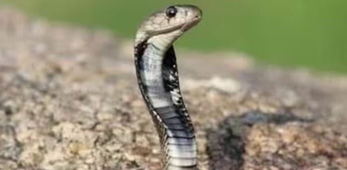 قتل کیس میں سانپ بے قصور نکلا