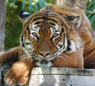 پاکستان کا واحد سائبیرین ٹائیگر آخری یام میں