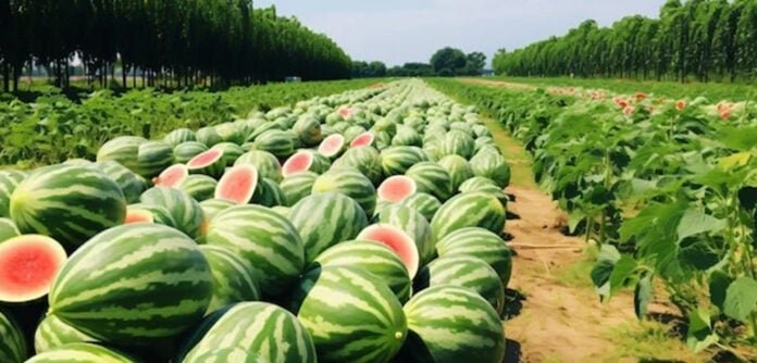 رات کی تاریکی میں تربوز چوری 1 رات کی تاریکی میں تربوز چوری