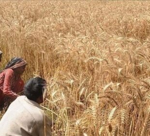 کسانوں کو گندم کٹائی کے لیے 2 دن کی مہلت 4 کسانوں کو گندم کٹائی کے لیے 2 دن کی مہلت