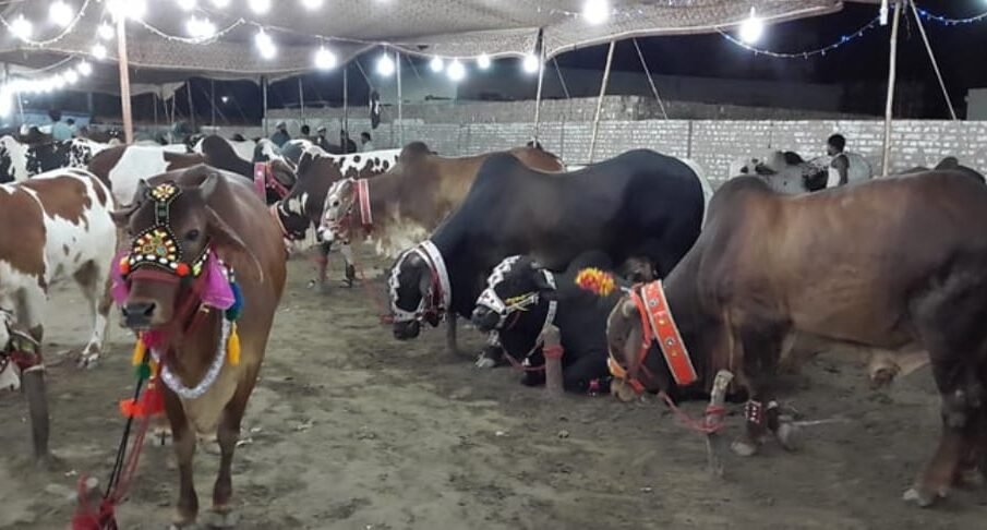 قربانی کے جانور چوری کر لیے گئے 1 قربانی کے جانور چوری کر لیے گئے