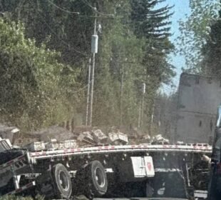 امریکہ میں 25 کروڑ شہد کی مکھیاں آزاد