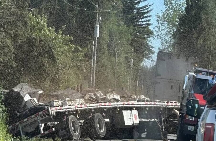 امریکہ میں 25 کروڑ شہد کی مکھیاں آزاد