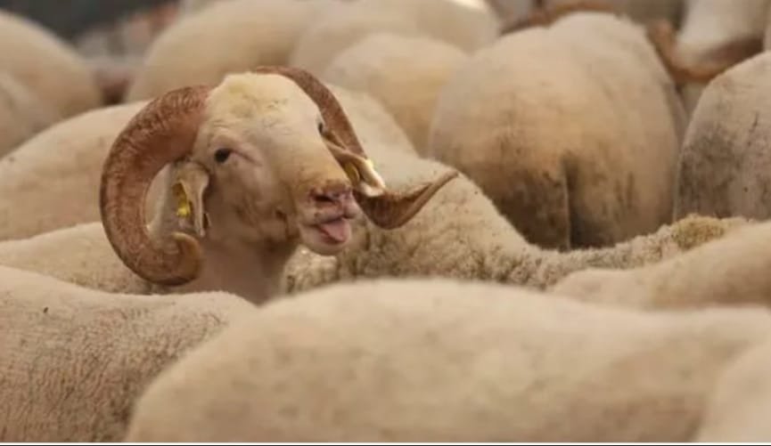 مراکش کے بادشاہ نے اس سال قربانی نہ کرنے کی اپیل کر دی 1 مراکش کے بادشاہ نے اس سال قربانی نہ کرنے کی اپیل کر دی