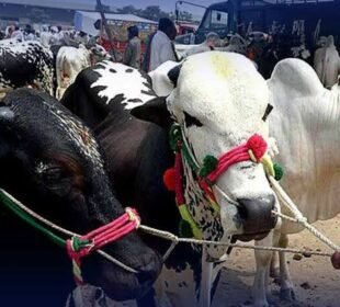 سعودی عرب میں لوگ عید الضحیٰ کیسے مناتے ہیں ؟