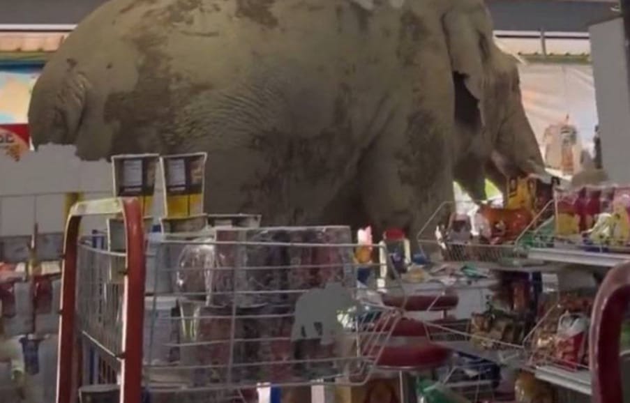 ہاتھی نے سپر مارکیٹ میں میٹھے چاول اور انڈے کھائے