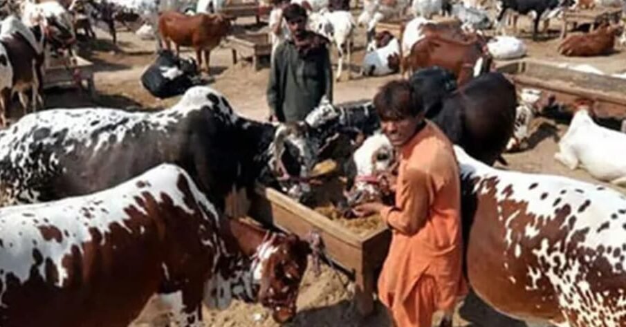 بغیر بحث و تکرار کے قربانی کا جانور خریدیں