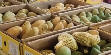 لاہور میں آم میلے کا انعقاد