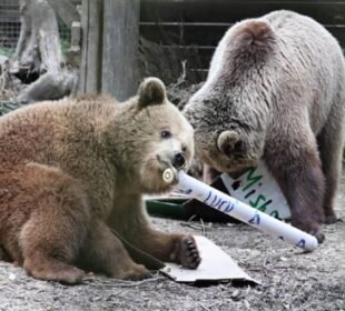 2 بھالو فوڈ اسٹور میں گھس کر شہد کھا گئے