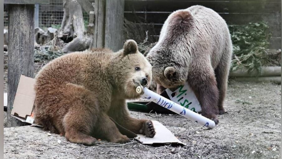 2 بھالو فوڈ اسٹور میں گھس کر شہد کھا گئے