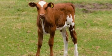 گائے کے بچھڑے کو بچاتے ہوئے 5 افراد جاں بحق