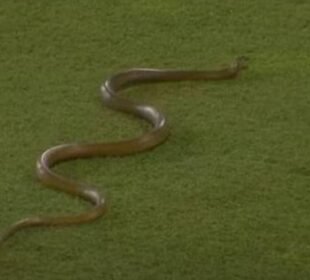 کرکٹ میچ کے دوران گراؤنڈ میں سانپ کی انٹری