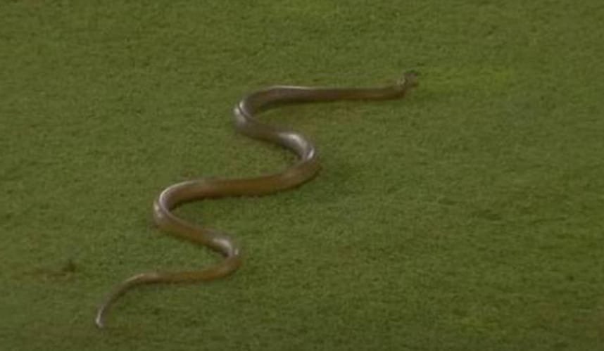 کرکٹ میچ کے دوران گراؤنڈ میں سانپ کی انٹری