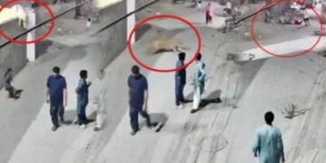 لاہور میں شیر کا شہریوں پر حملہ
