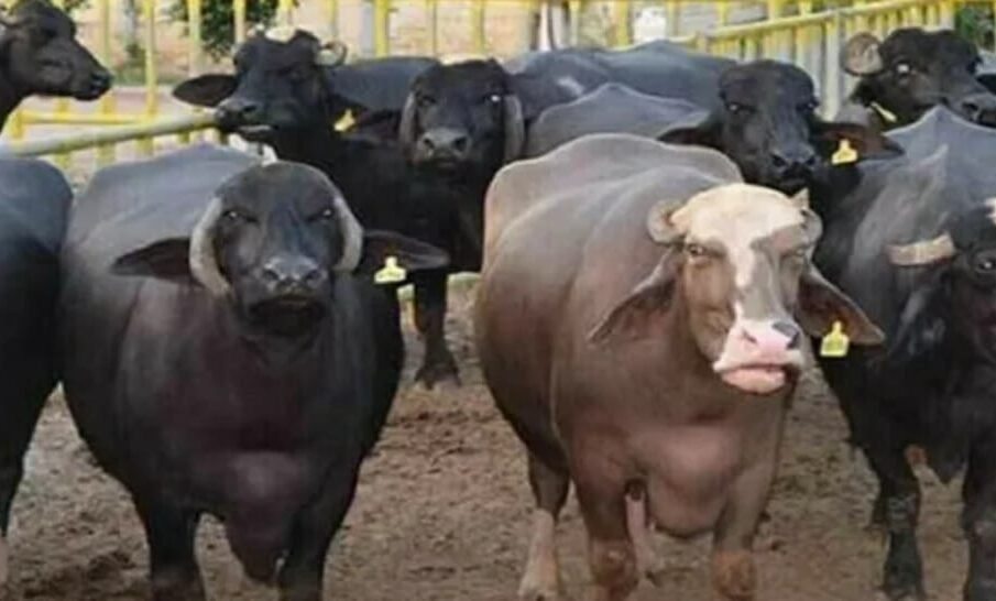 ڈاکو کروڑوں روپے مالیت کی بھینسیں لے اڑے