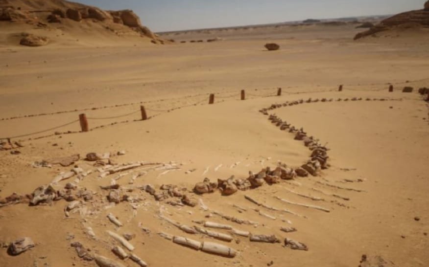 پاؤں والی وہیل مچھلی دریافت 1 پاؤں والی وہیل مچھلی دریافت