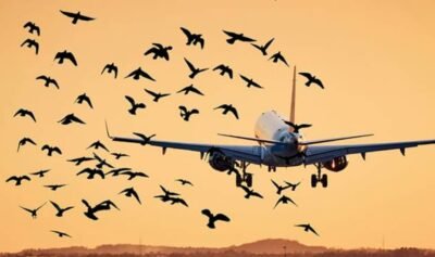 ائیرپورٹ کے علاقے " نو برڈ زون " قرار 8 ائیرپورٹ کے علاقے " نو برڈ زون " قرار