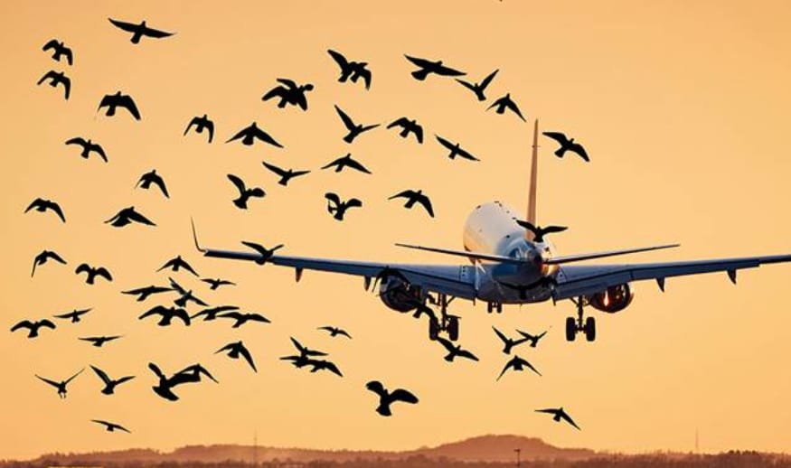 ائیرپورٹ کے علاقے " نو برڈ زون " قرار