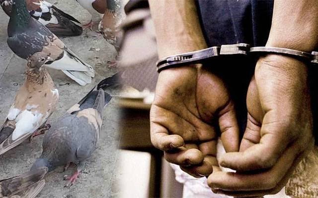 لاہور میں کبوتروں پر تشدد کا انکشاف 1 لاہور میں کبوتروں پر تشدد کا انکشاف