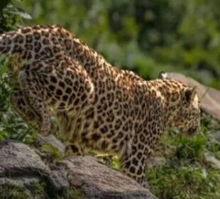 تیندوا آزاد کشمیر سے 9 سالہ بچی اٹھا کے لے گیا