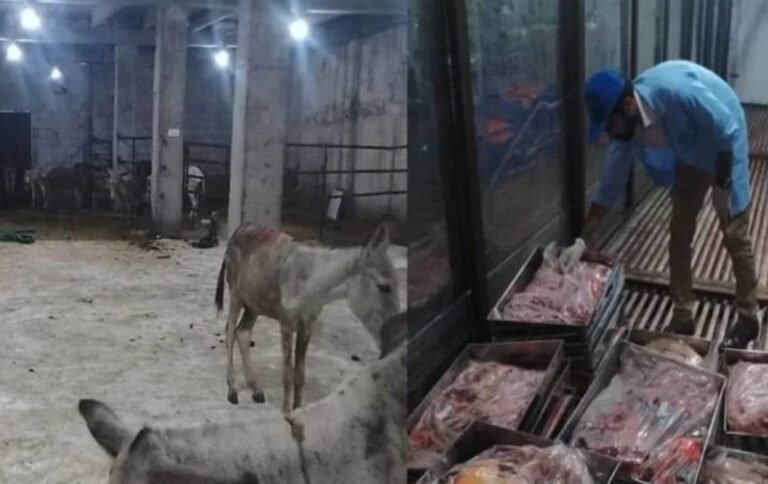 IMG-20250727-WA0021اسلام آباد کے علاقے سے 25 من گدھے کا گوشت برآمد