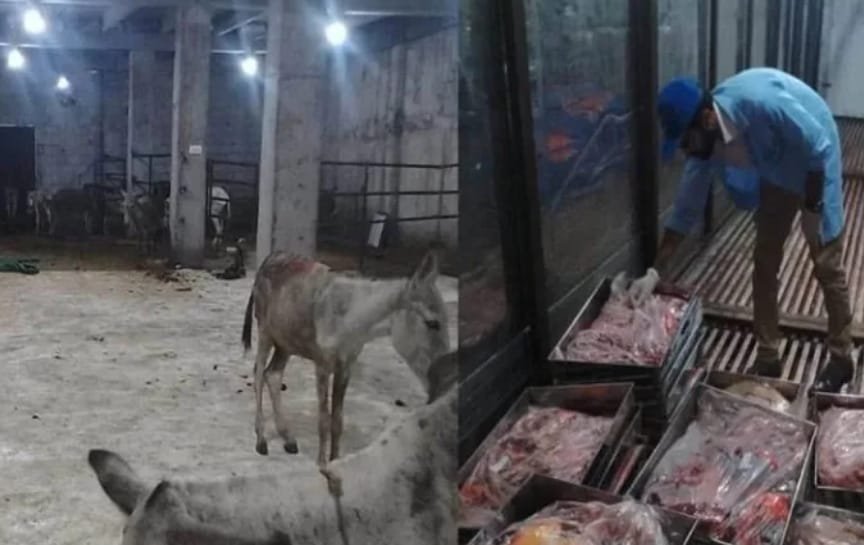 اسلام آباد کے علاقے سے 25 من گدھے کا گوشت برآمد 1 اسلام آباد کے علاقے سے 25 من گدھے کا گوشت برآمد